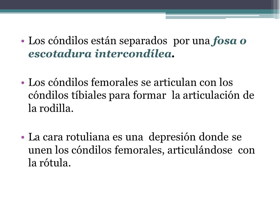 Los cóndilos están separados por una fosa o escotadura intercondílea.