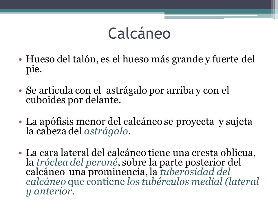 Calcáneo Hueso del talón, es el hueso más grande y fuerte del pie.
