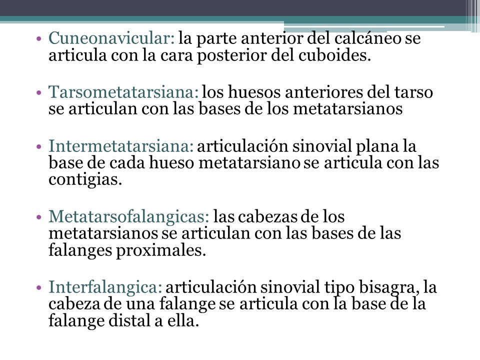 Cuneonavicular: la parte anterior del calcáneo se articula con la cara posterior del cuboides.
