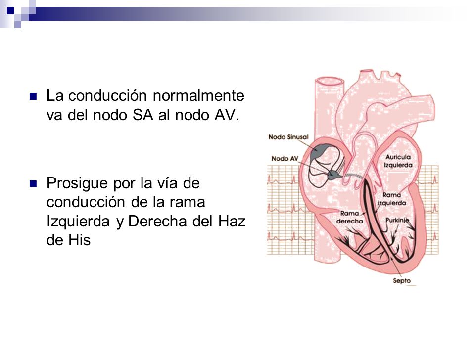 La conducción normalmente va del nodo SA al nodo AV.