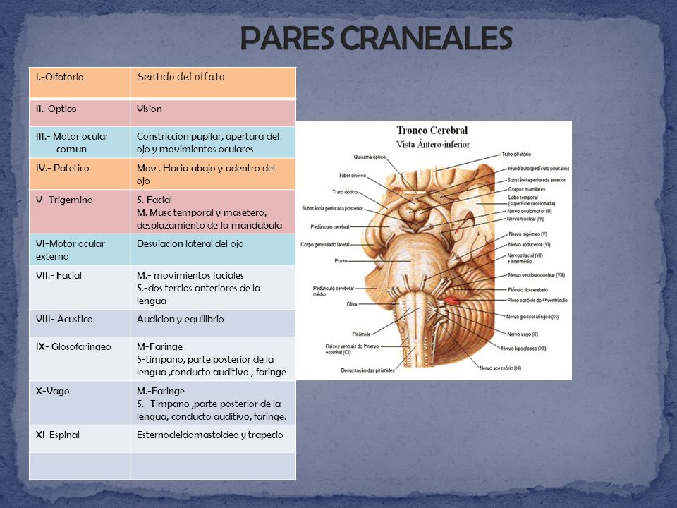 PARES CRANEALES I.-Olfatorio Sentido del olfato II.-Optico Vision
