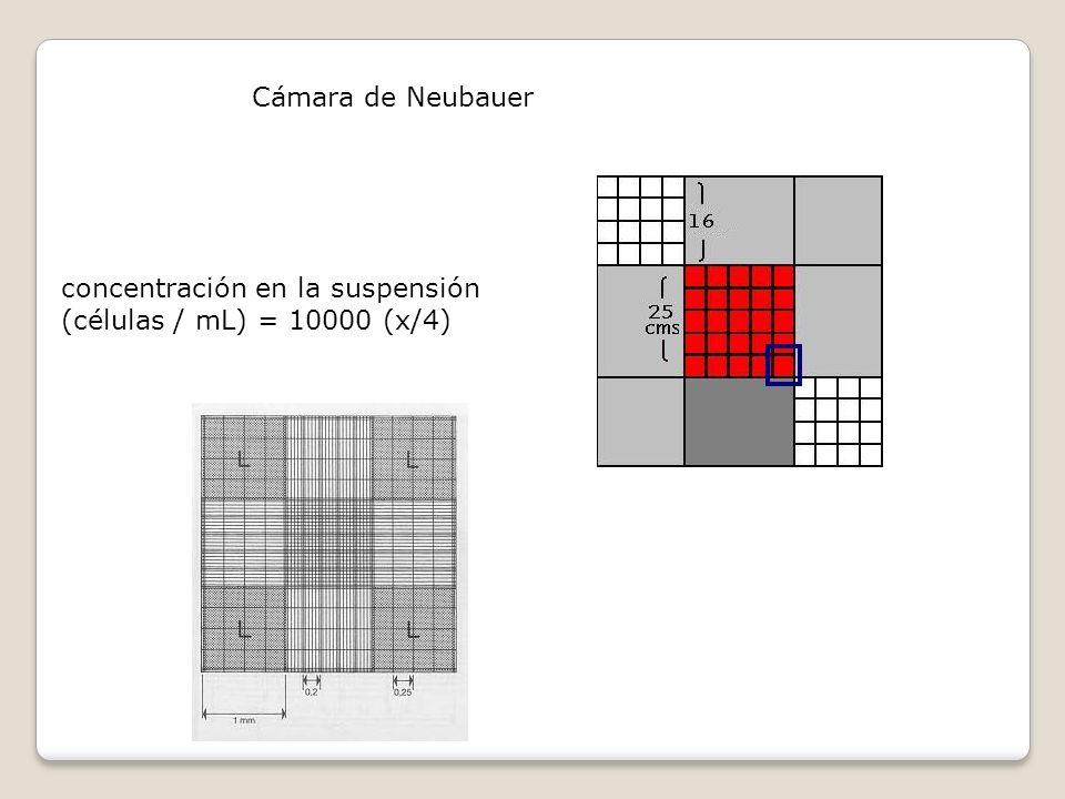 Cámara de Neubauer concentración en la suspensión (células / mL) = (x/4)