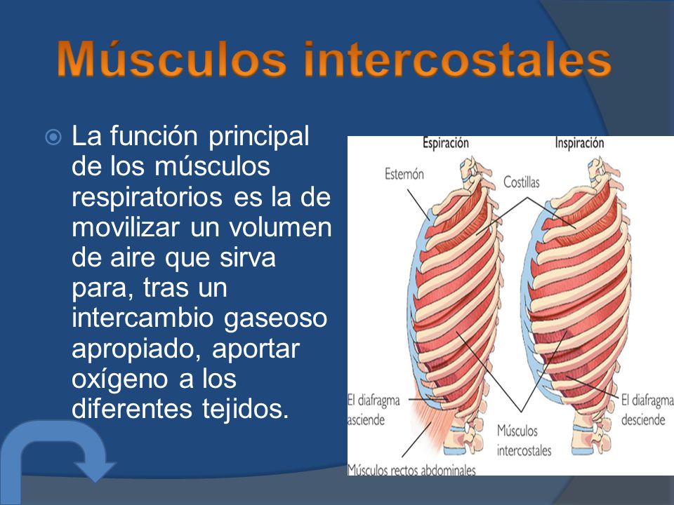 Músculos intercostales