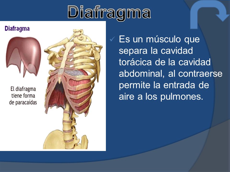 Diafragma Es un músculo que separa la cavidad torácica de la cavidad abdominal, al contraerse permite la entrada de aire a los pulmones.