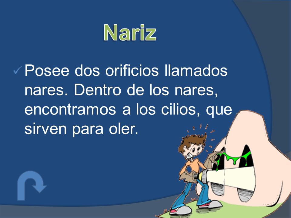 Nariz Posee dos orificios llamados nares.