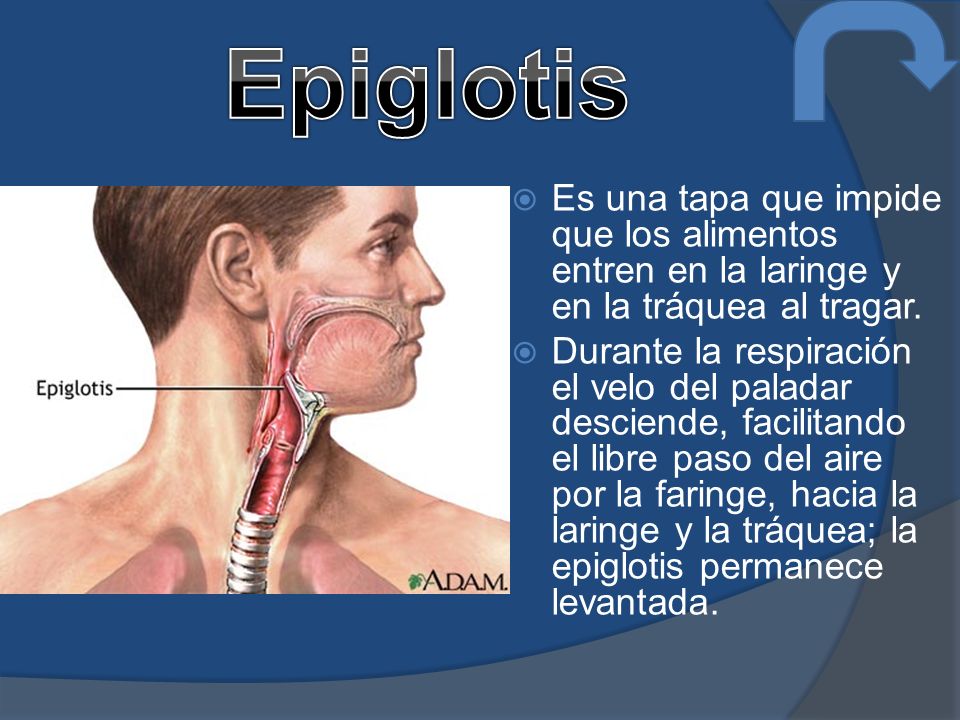 Epiglotis Es una tapa que impide que los alimentos entren en la laringe y en la tráquea al tragar.
