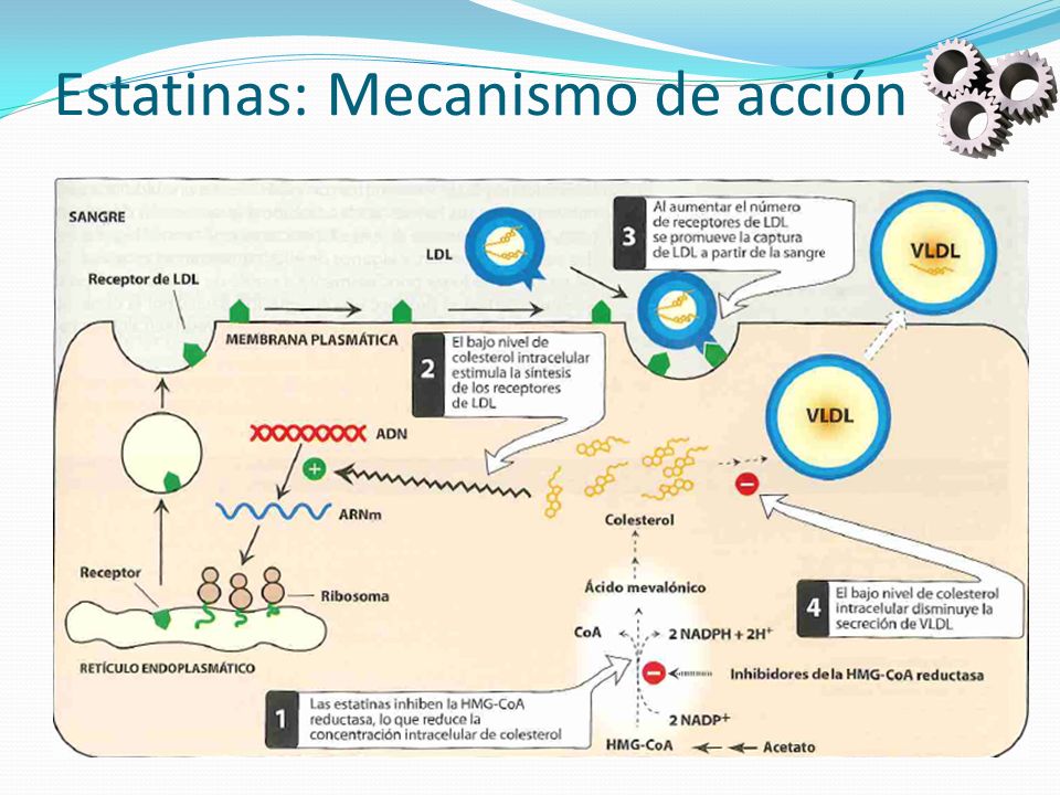 Estatinas: Mecanismo de acción