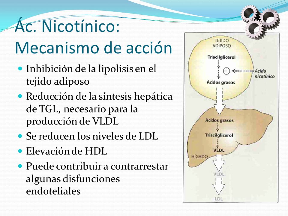 Ác. Nicotínico: Mecanismo de acción