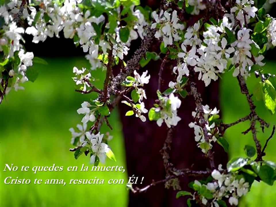 No te quedes en la muerte, Cristo te ama, resucita con Él !