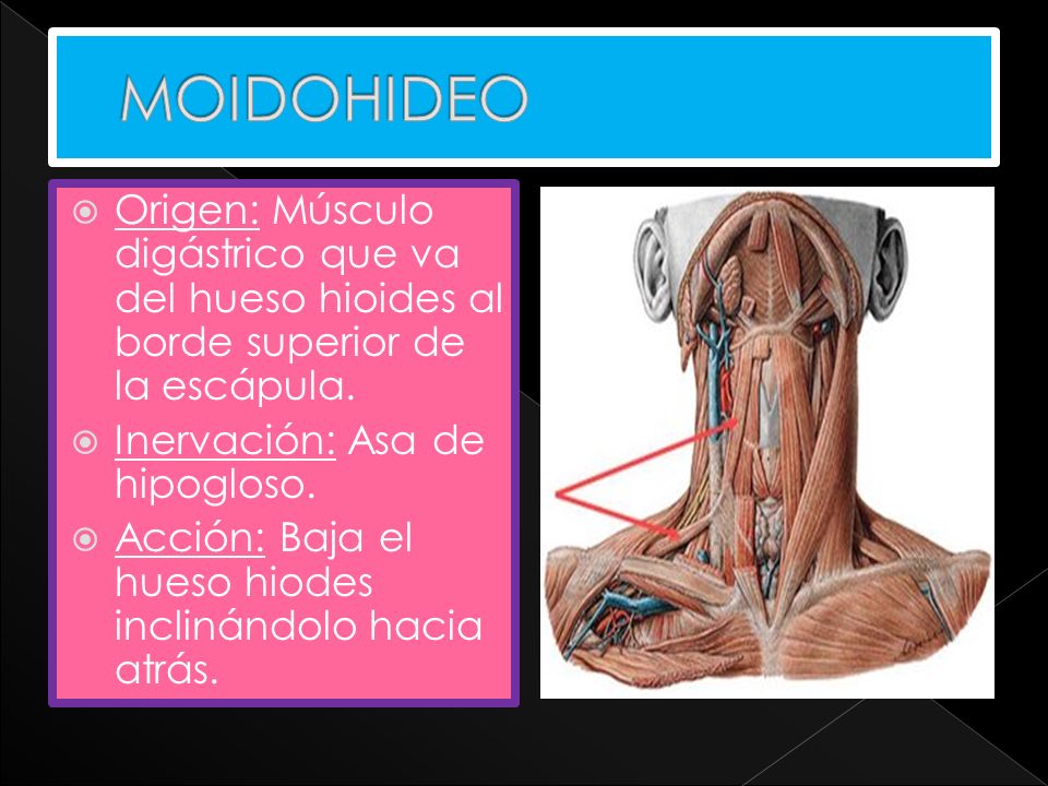 MOIDOHIDEO Origen: Músculo digástrico que va del hueso hioides al borde superior de la escápula. Inervación: Asa de hipogloso.