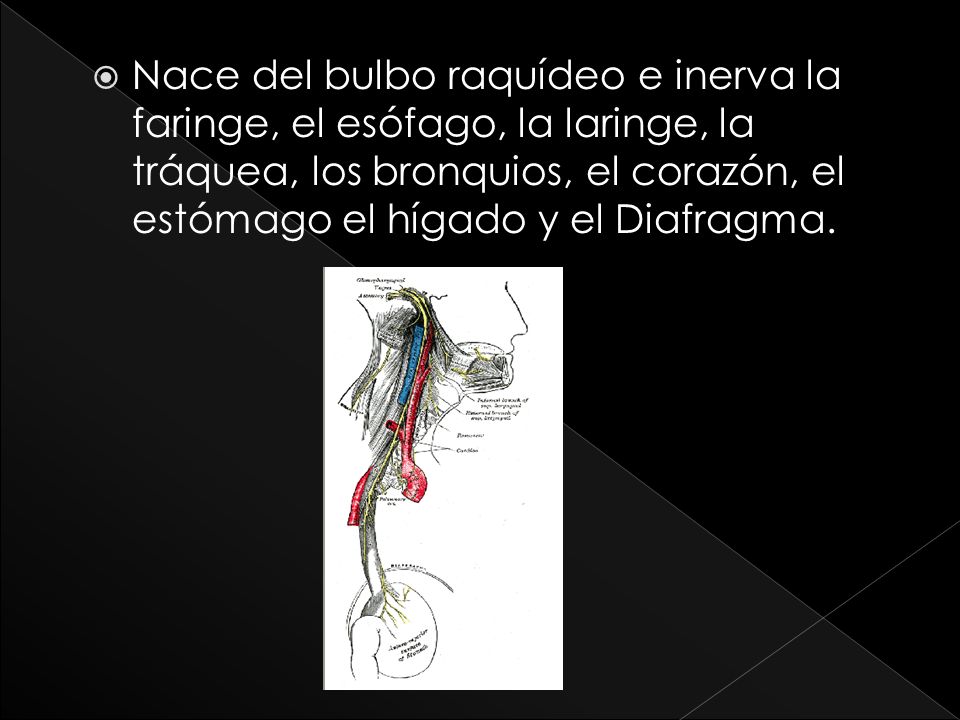 Nace del bulbo raquídeo e inerva la faringe, el esófago, la laringe, la tráquea, los bronquios, el corazón, el estómago el hígado y el Diafragma.