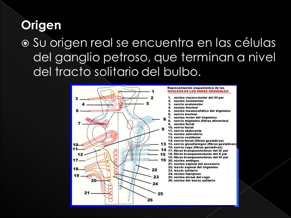 Origen Su origen real se encuentra en las células del ganglio petroso, que terminan a nivel del tracto solitario del bulbo.