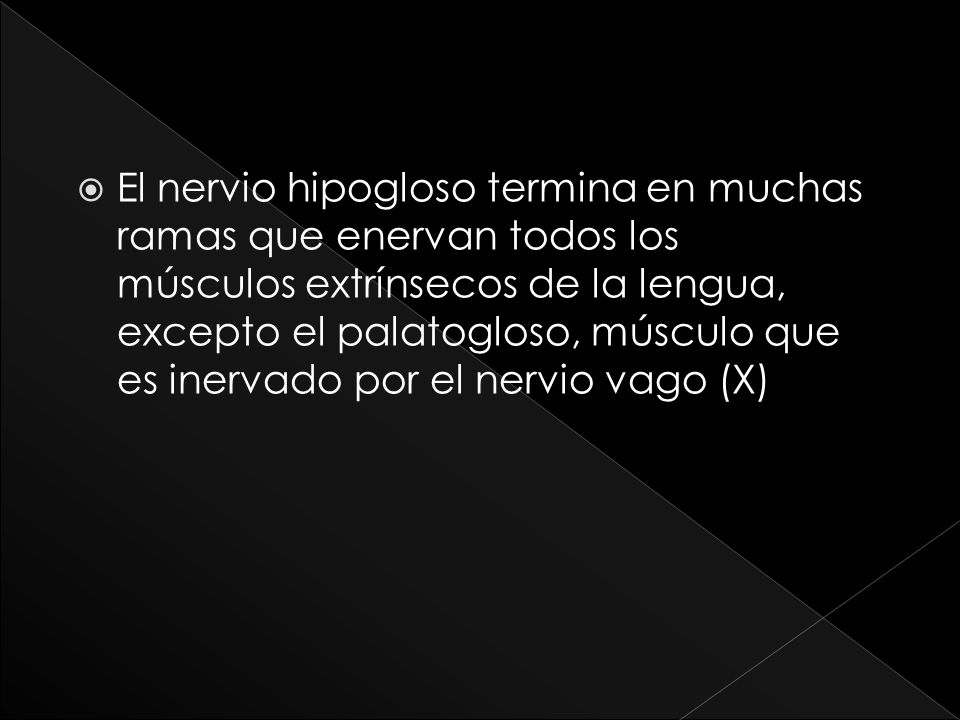 El nervio hipogloso termina en muchas ramas que enervan todos los músculos extrínsecos de la lengua, excepto el palatogloso, músculo que es inervado por el nervio vago (X)