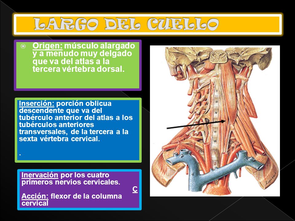 LARGO DEL CUELLO Origen: músculo alargado y a menudo muy delgado que va del atlas a la tercera vértebra dorsal.