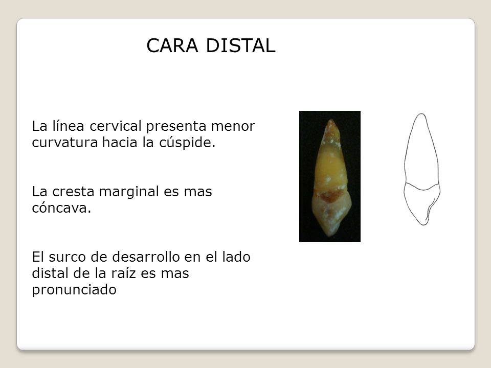 CARA DISTAL La línea cervical presenta menor curvatura hacia la cúspide. La cresta marginal es mas cóncava.