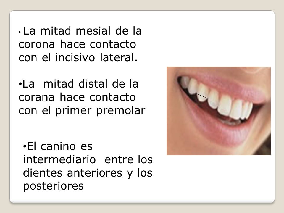 La mitad distal de la corana hace contacto con el primer premolar
