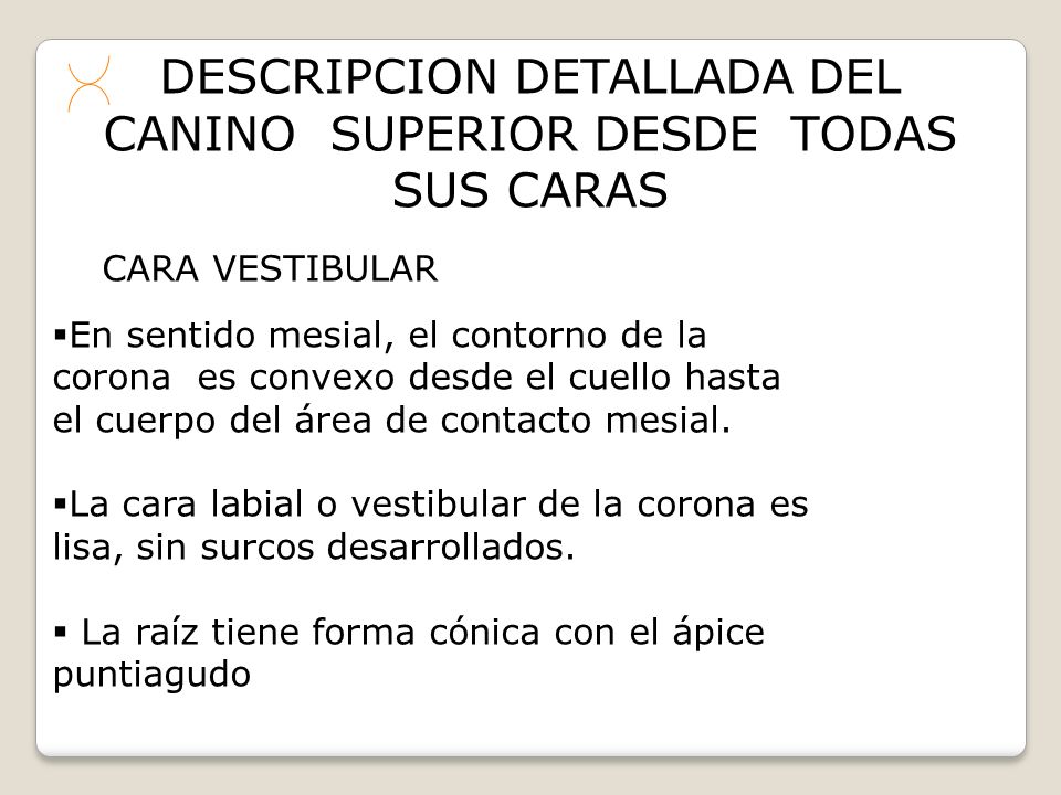 DESCRIPCION DETALLADA DEL CANINO SUPERIOR DESDE TODAS SUS CARAS
