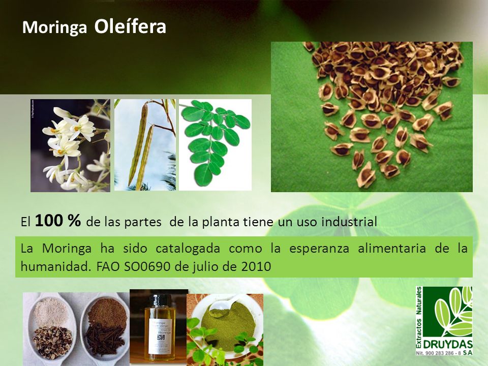 Moringa Oleífera El 100 % de las partes de la planta tiene un uso industrial.