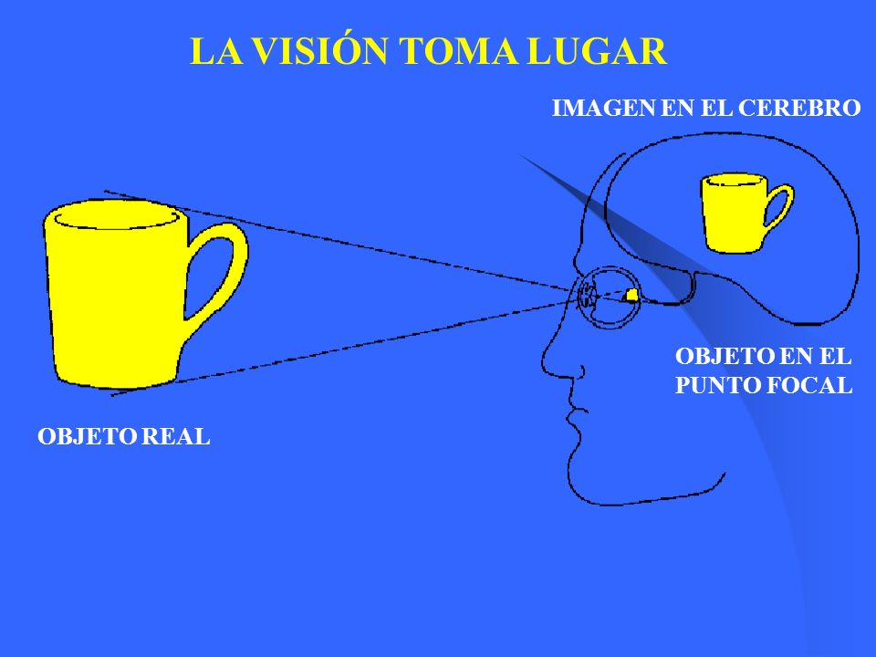 LA VISIÓN TOMA LUGAR IMAGEN EN EL CEREBRO OBJETO EN EL PUNTO FOCAL