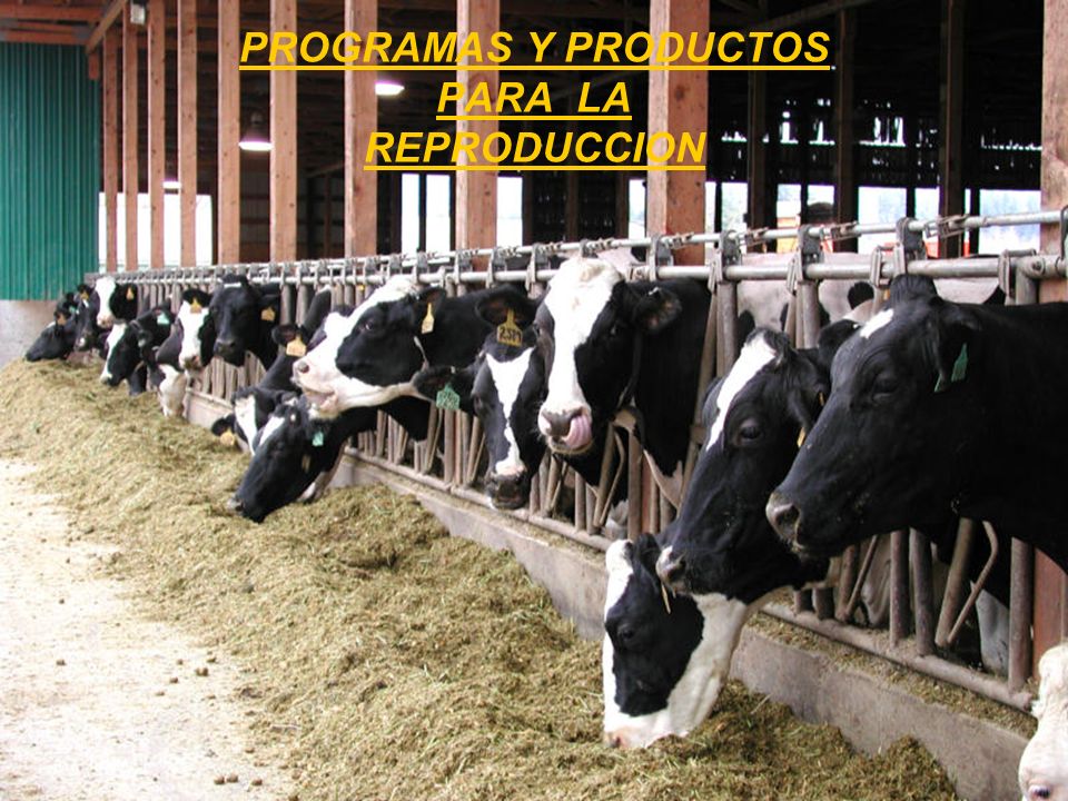 PROGRAMAS Y PRODUCTOS PARA LA REPRODUCCION