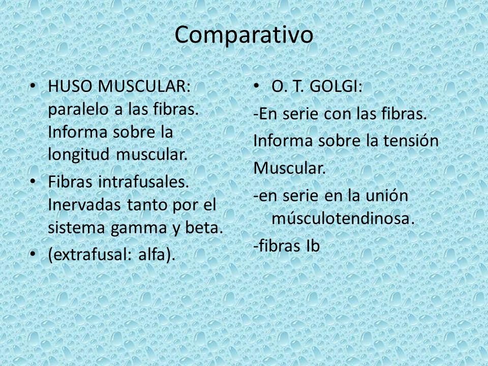 Comparativo HUSO MUSCULAR: paralelo a las fibras. Informa sobre la longitud muscular.