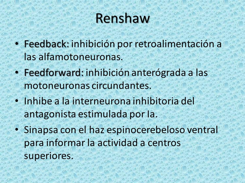 Renshaw Feedback: inhibición por retroalimentación a las alfamotoneuronas. Feedforward: inhibición anterógrada a las motoneuronas circundantes.