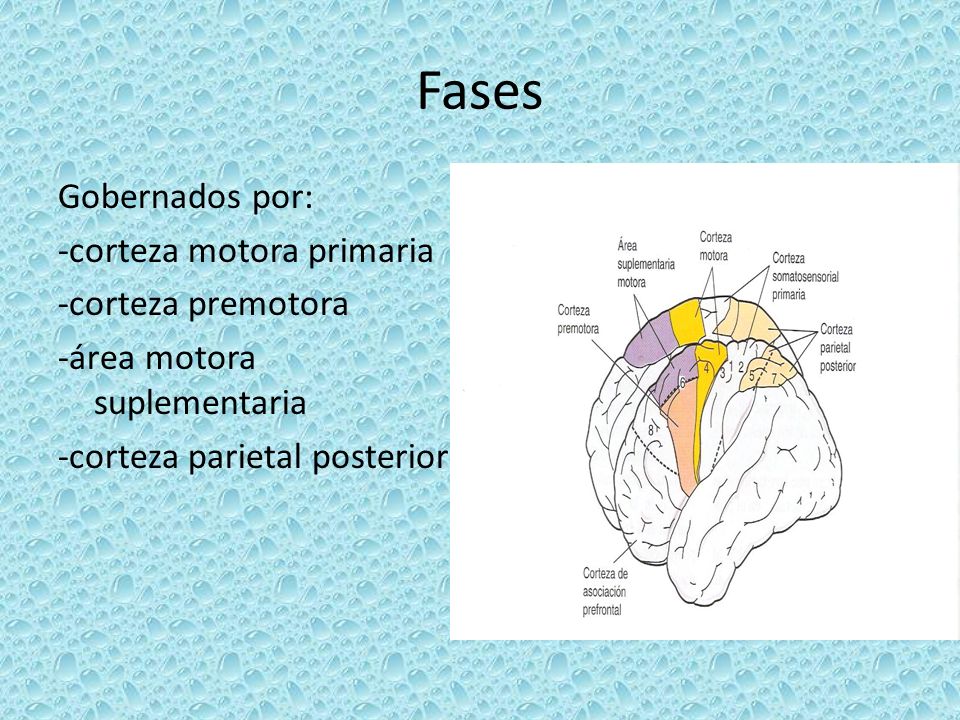 Fases Gobernados por: -corteza motora primaria -corteza premotora