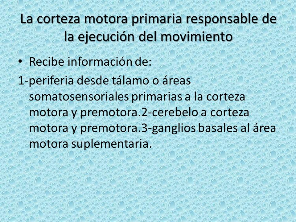 La corteza motora primaria responsable de la ejecución del movimiento