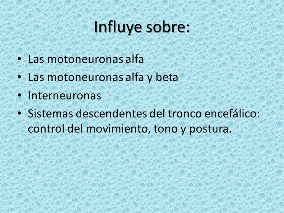 Influye sobre: Las motoneuronas alfa Las motoneuronas alfa y beta