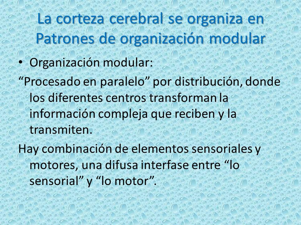 La corteza cerebral se organiza en Patrones de organización modular