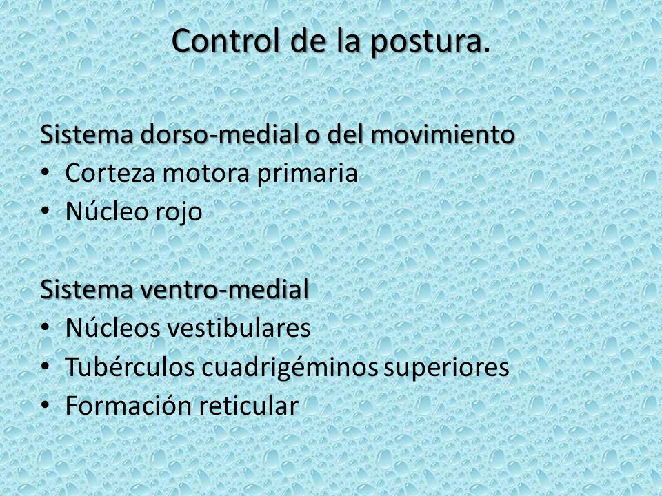 Control de la postura. Sistema dorso-medial o del movimiento