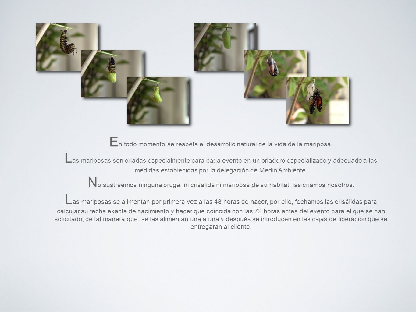 En todo momento se respeta el desarrollo natural de la vida de la mariposa.