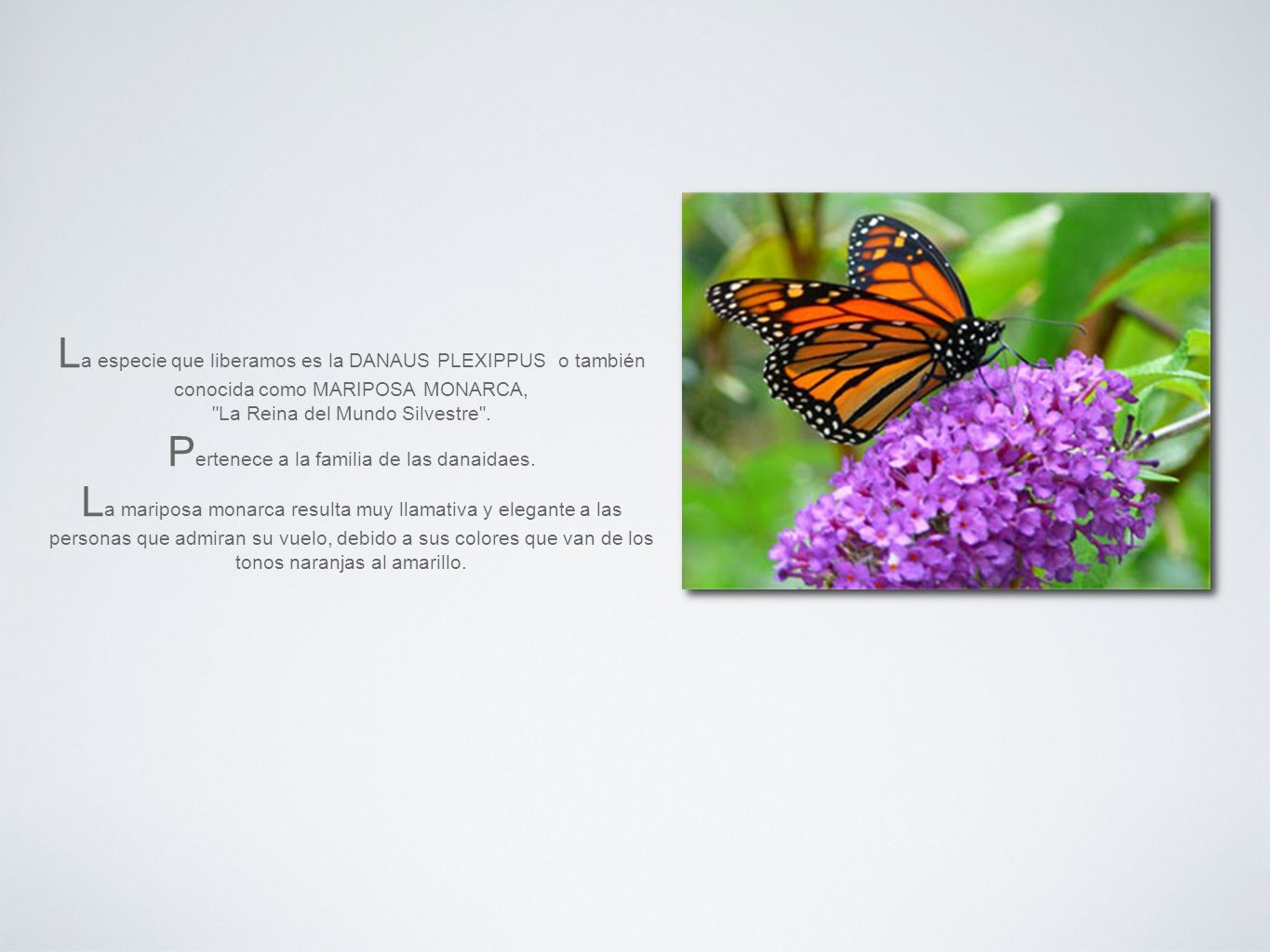 La especie que liberamos es la DANAUS PLEXIPPUS o también conocida como MARIPOSA MONARCA, La Reina del Mundo Silvestre .