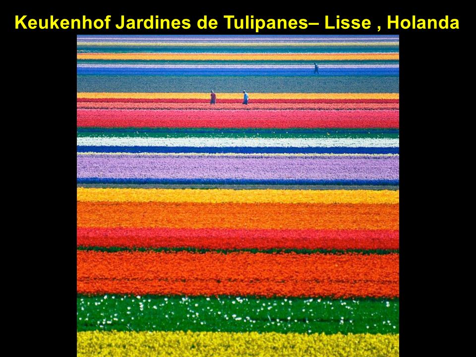 Keukenhof Jardines de Tulipanes– Lisse , Holanda