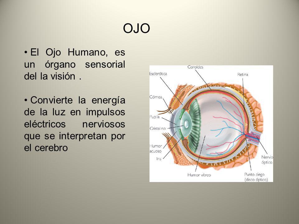 OJO El Ojo Humano, es un órgano sensorial del la visión .