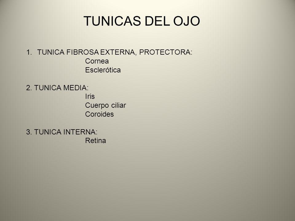 TUNICAS DEL OJO TUNICA FIBROSA EXTERNA, PROTECTORA: Cornea Esclerótica