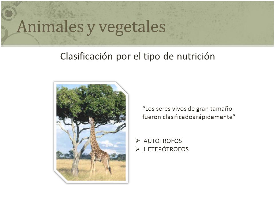 Clasificación por el tipo de nutrición