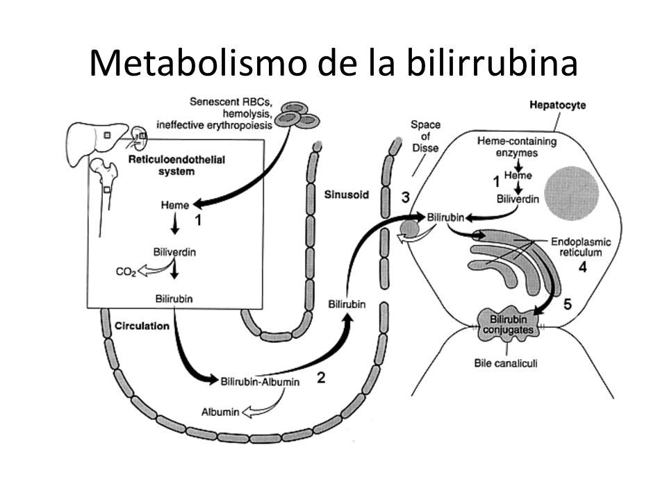 Metabolismo de la bilirrubina