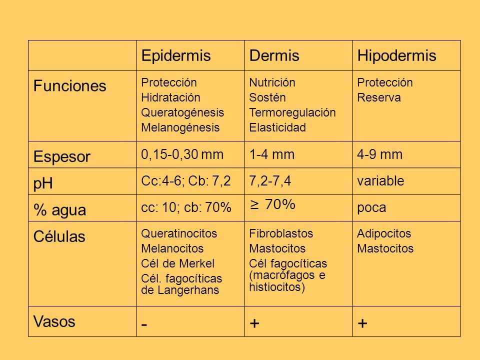 - + Epidermis Dermis Hipodermis Funciones Espesor pH % agua Células