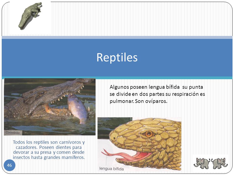 Reptiles Algunos poseen lengua bífida su punta se divide en dos partes su respiración es pulmonar. Son ovíparos.