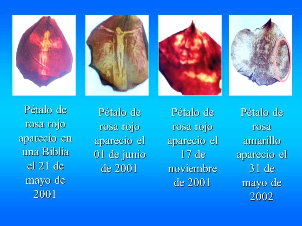Pétalo de rosa rojo aparecio en una Biblia el 21 de mayo de 2001