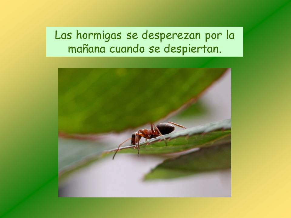 Las hormigas se desperezan por la mañana cuando se despiertan.