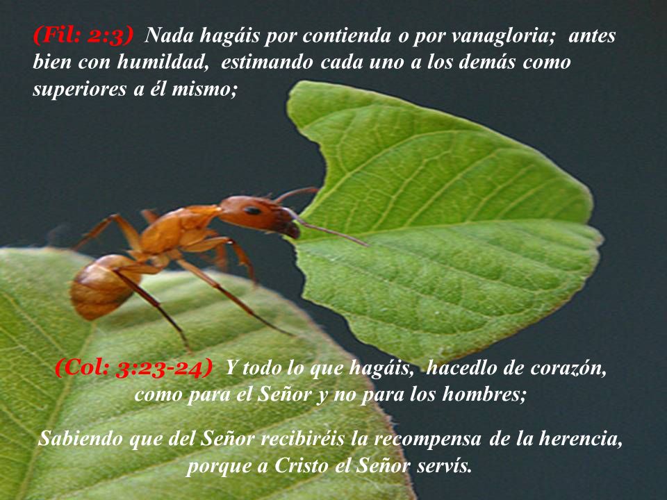 (Fil: 2:3) Nada hagáis por contienda o por vanagloria; antes bien con humildad, estimando cada uno a los demás como superiores a él mismo;