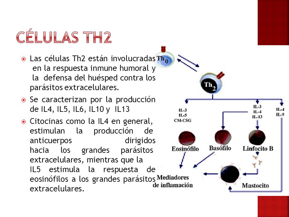 Células TH2 Las células Th2 están involucradas en la respuesta inmune humoral y la defensa del huésped contra los parásitos extracelulares.