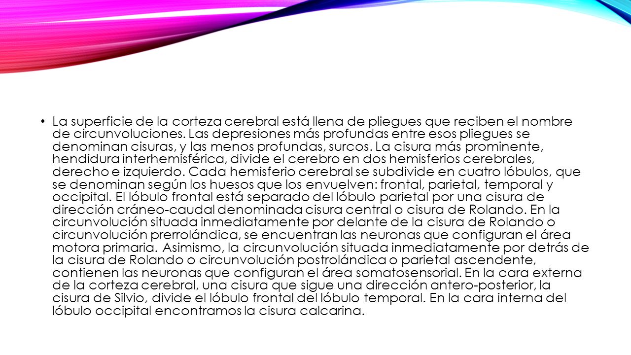 La superficie de la corteza cerebral está llena de pliegues que reciben el nombre de circunvoluciones.