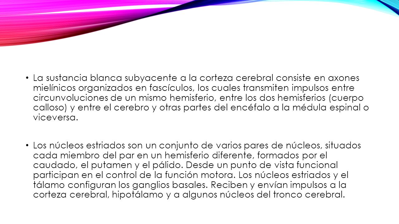 La sustancia blanca subyacente a la corteza cerebral consiste en axones mielínicos organizados en fascículos, los cuales transmiten impulsos entre circunvoluciones de un mismo hemisferio, entre los dos hemisferios (cuerpo calloso) y entre el cerebro y otras partes del encéfalo a la médula espinal o viceversa.
