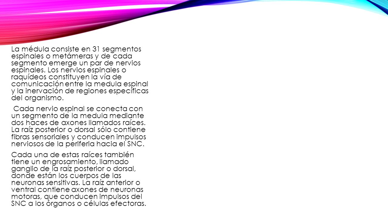 La médula consiste en 31 segmentos espinales o metámeras y de cada segmento emerge un par de nervios espinales. Los nervios espinales o raquídeos constituyen la vía de comunicación entre la medula espinal y la inervación de regiones específicas del organismo.