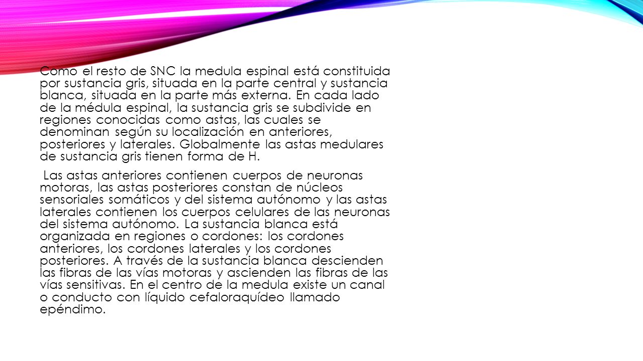 Como el resto de SNC la medula espinal está constituida por sustancia gris, situada en la parte central y sustancia blanca, situada en la parte más externa. En cada lado de la médula espinal, la sustancia gris se subdivide en regiones conocidas como astas, las cuales se denominan según su localización en anteriores, posteriores y laterales. Globalmente las astas medulares de sustancia gris tienen forma de H.