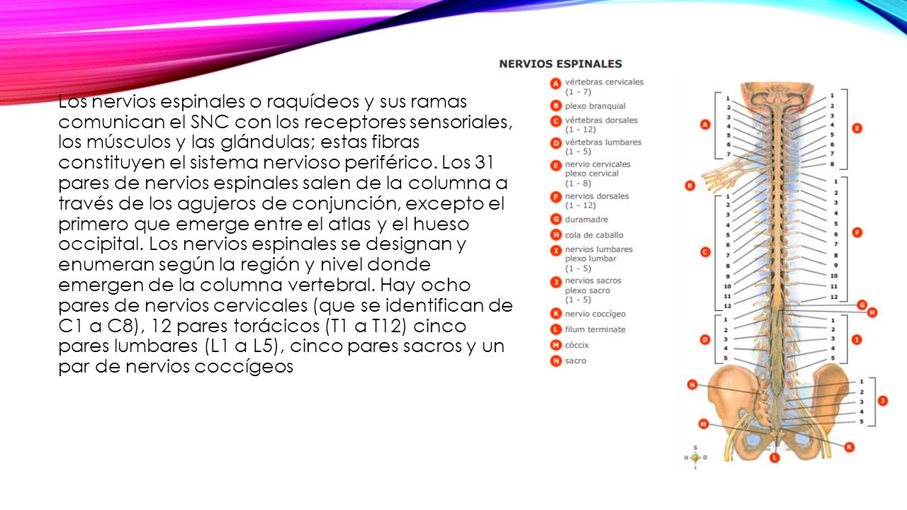 Los nervios espinales o raquídeos y sus ramas comunican el SNC con los receptores sensoriales, los músculos y las glándulas; estas fibras constituyen el sistema nervioso periférico.