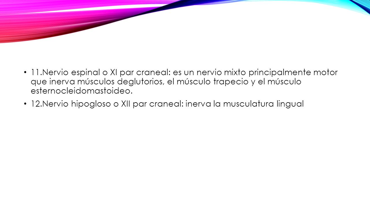 11.Nervio espinal o XI par craneal: es un nervio mixto principalmente motor que inerva músculos deglutorios, el músculo trapecio y el músculo esternocleidomastoideo.